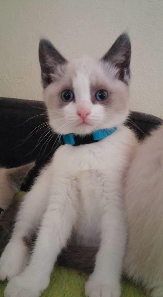 Blanding af racer fnuller billede 1