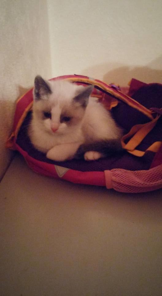 Blanding af racer fnuller billede 2