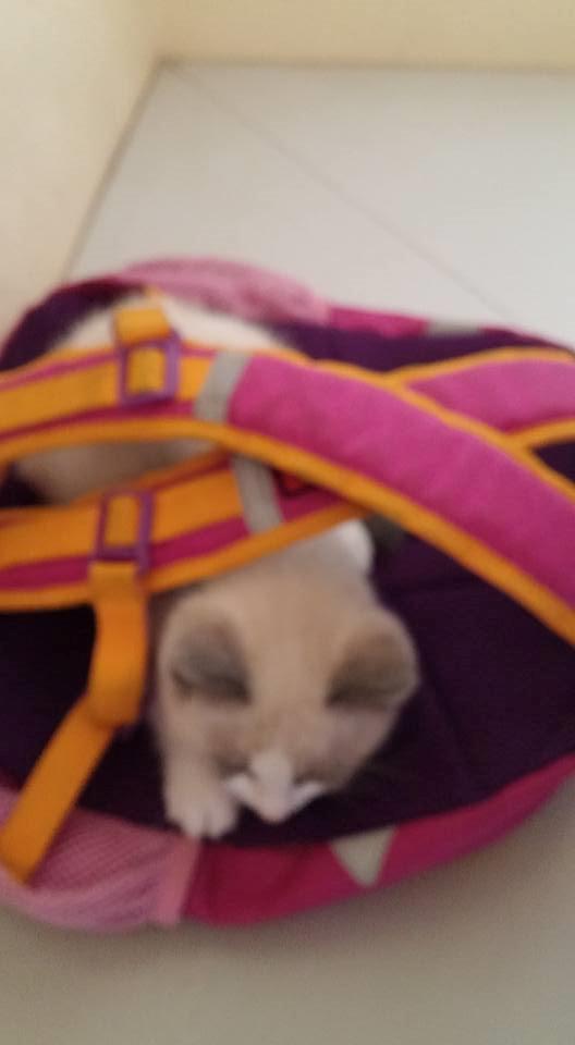 Blanding af racer fnuller billede 3