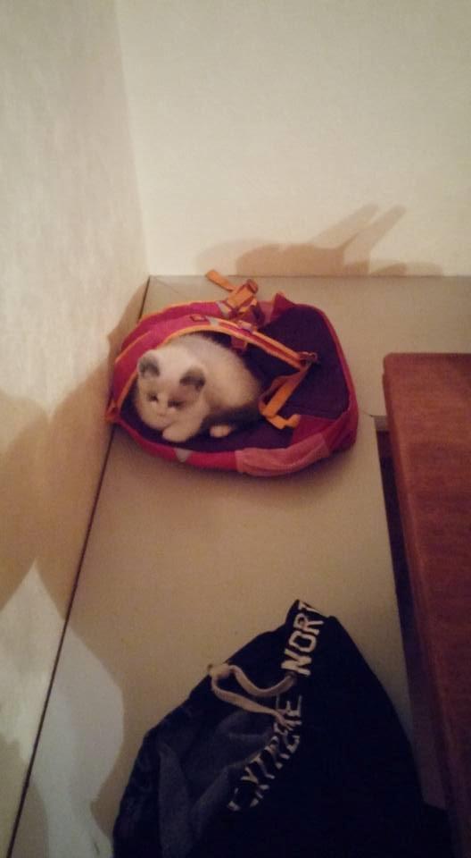 Blanding af racer fnuller billede 4