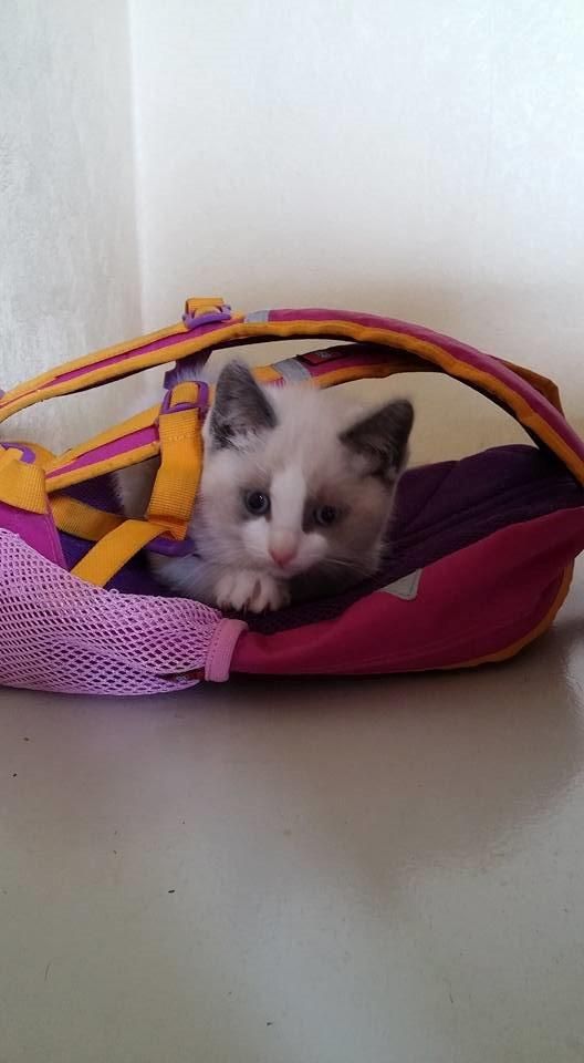 Blanding af racer fnuller billede 5