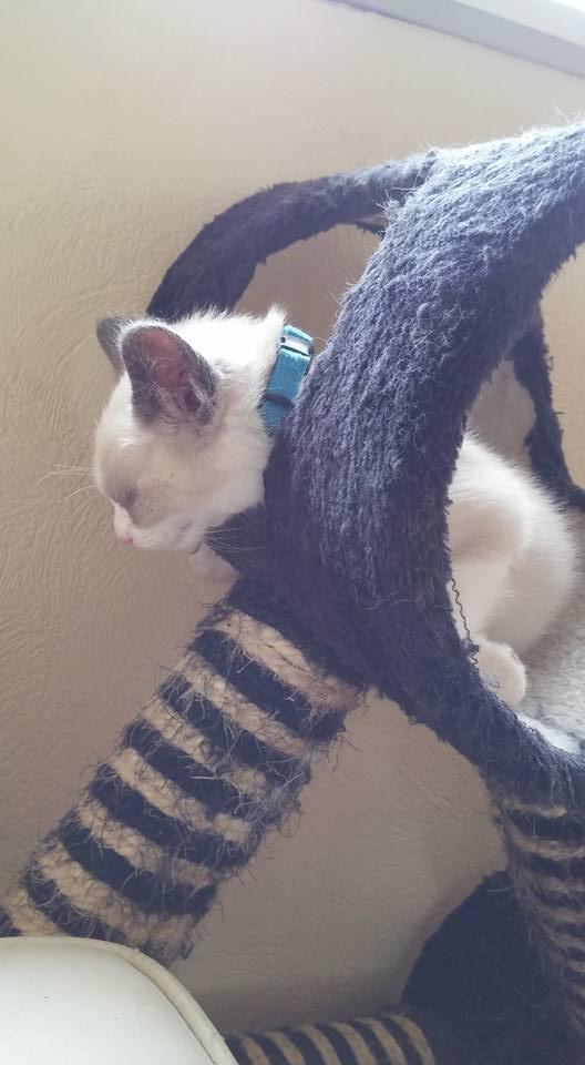 Blanding af racer fnuller billede 6