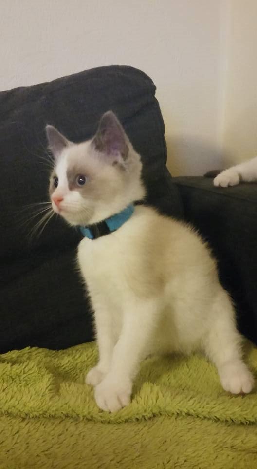 Blanding af racer fnuller billede 7