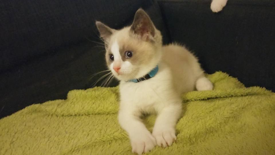 Blanding af racer fnuller billede 8