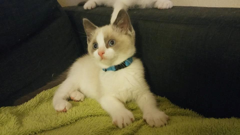 Blanding af racer fnuller billede 9