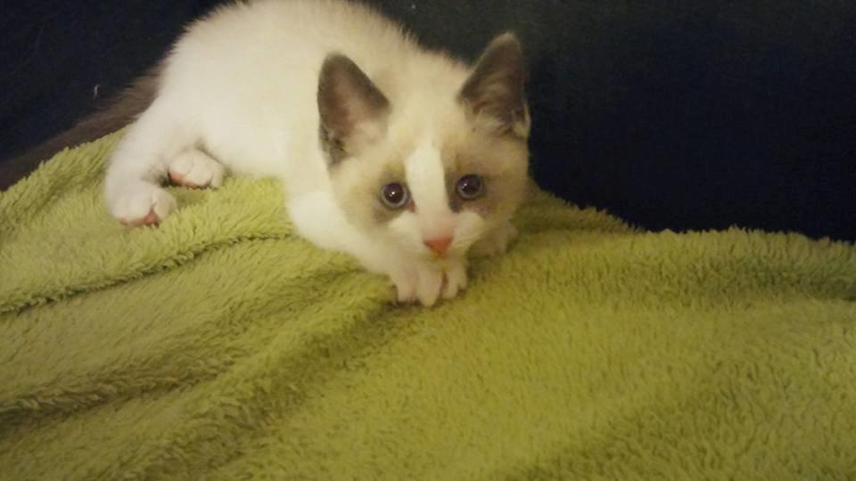 Blanding af racer fnuller billede 10