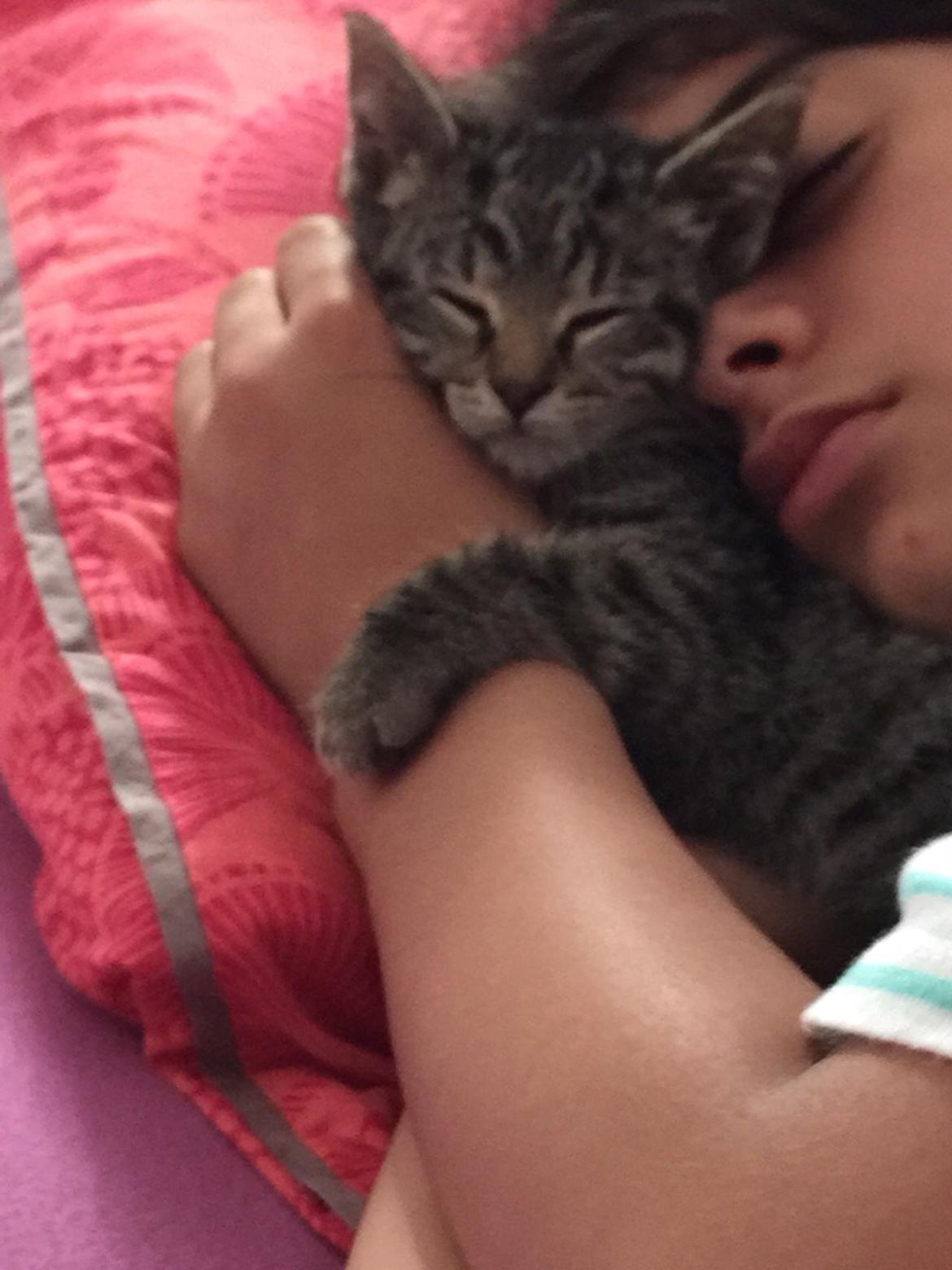 Huskat Simba - dejliiiigt billede 7