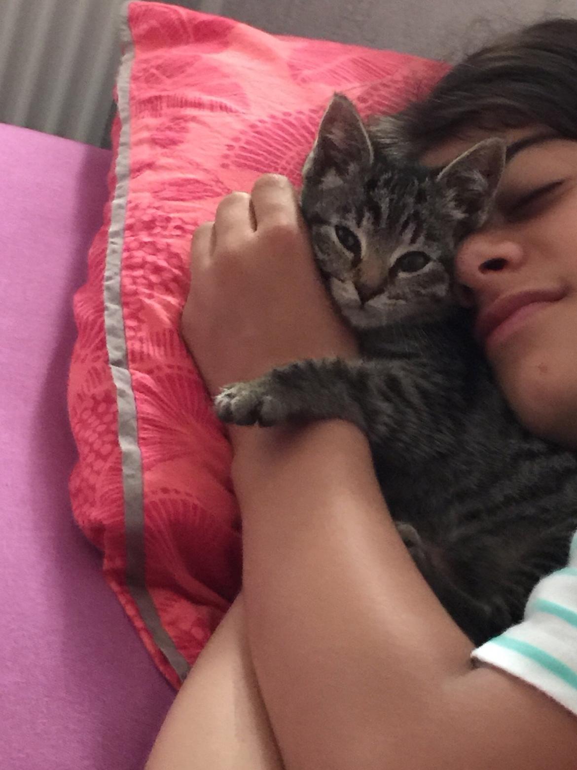 Huskat Simba billede 8