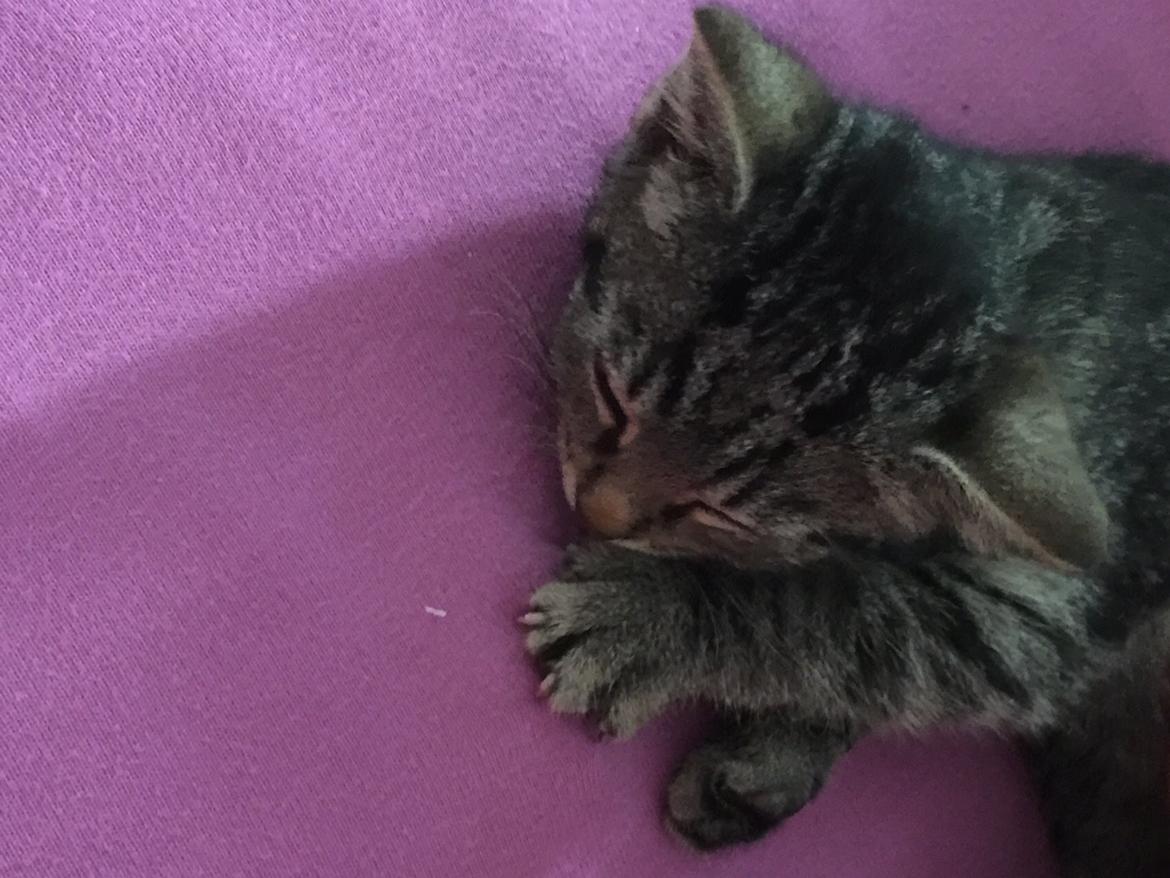 Huskat Simba - 😌😌 billede 2