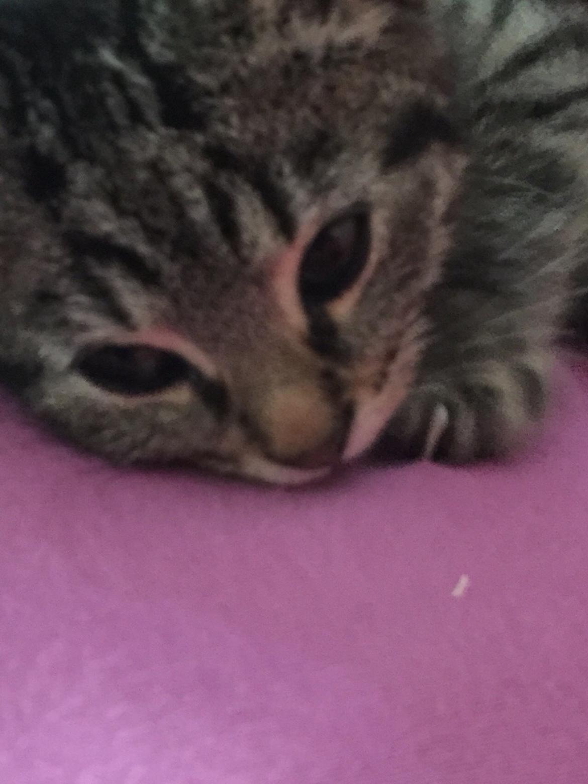 Huskat Simba - første dag uden mor og søskende billede 1