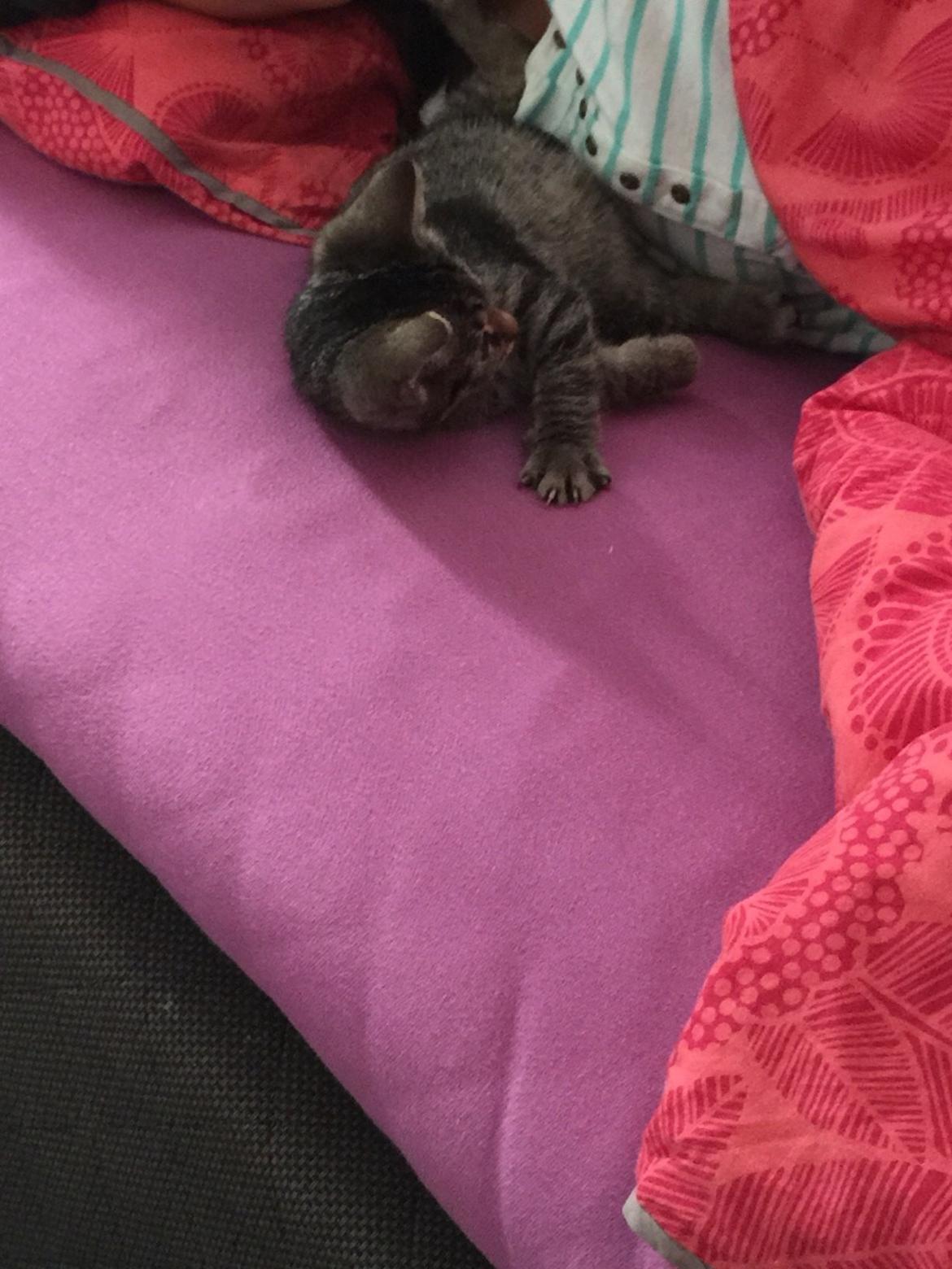 Huskat Simba - en af mine nye ejere ❤️ billede 3