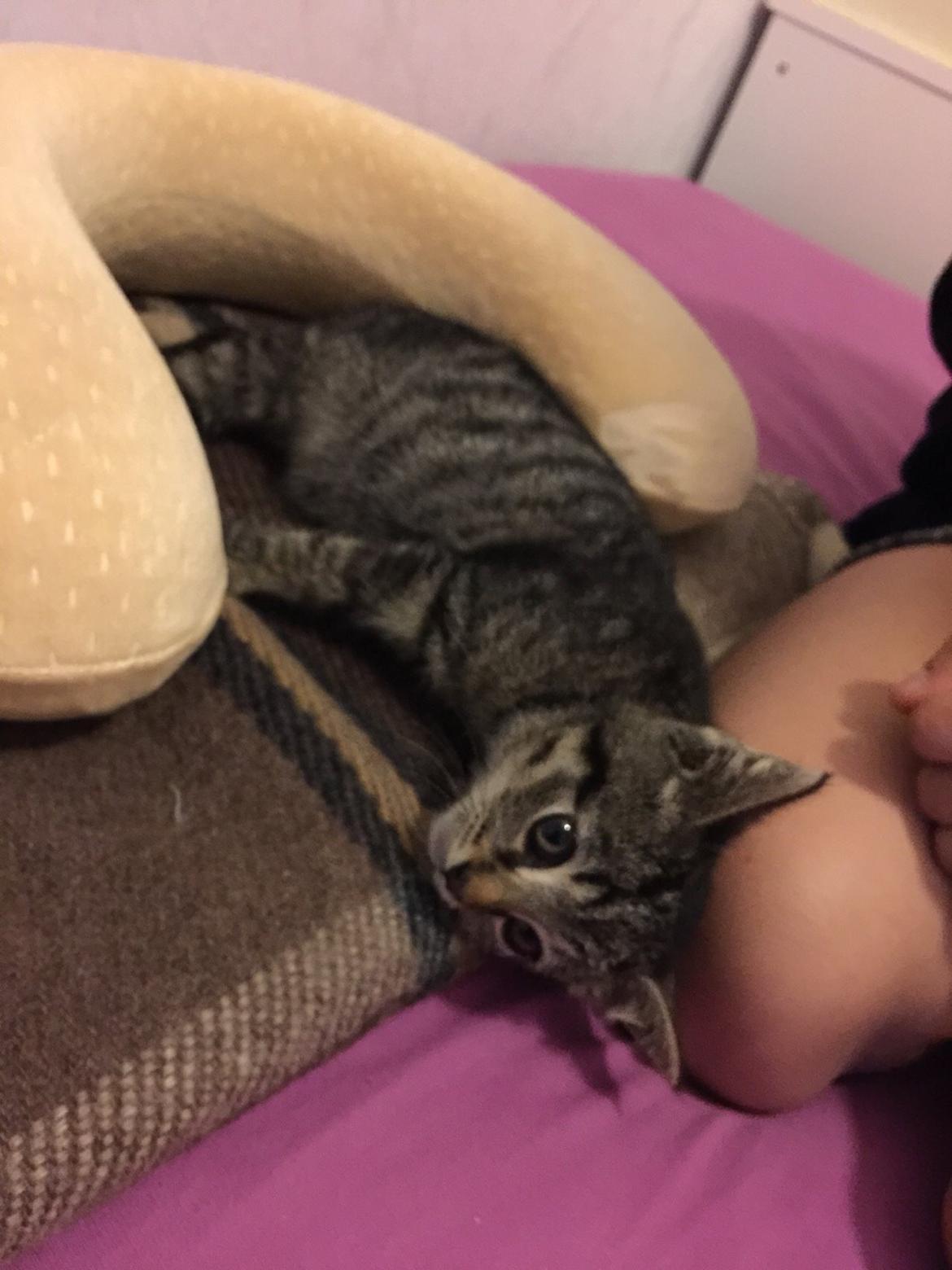 Huskat Simba - det nu ret rart at bo her 😊 billede 4