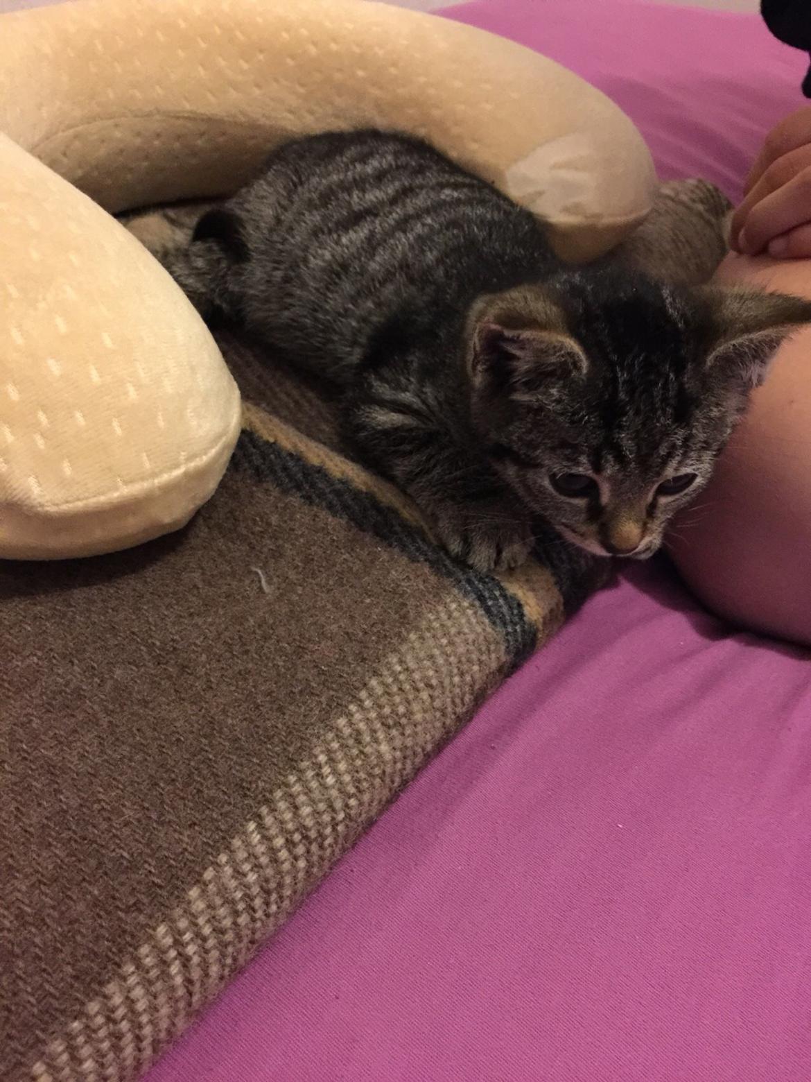 Huskat Simba billede 5