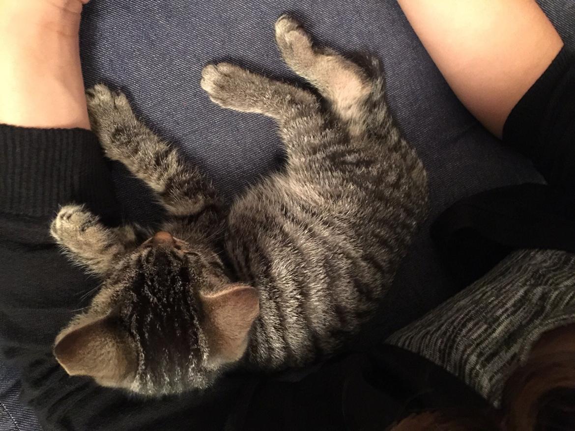 Huskat Simba billede 6