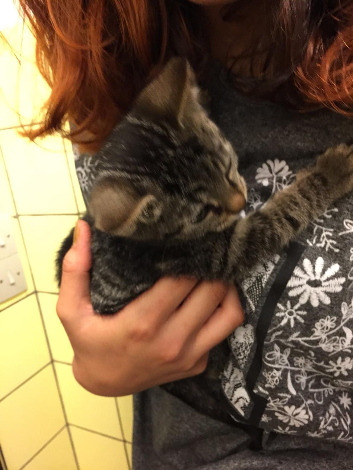 Huskat Simba - hvad hvor skal vi hen 😮 billede 9