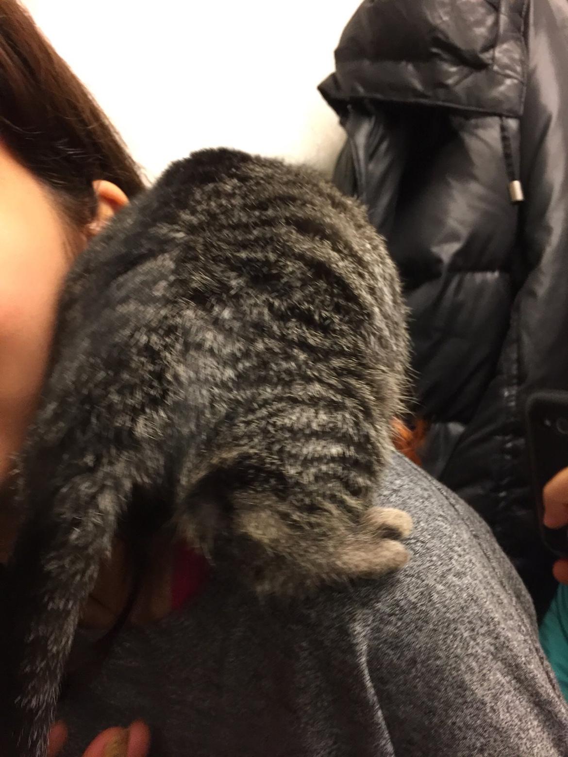 Huskat Simba - neej vil blive her! billede 10