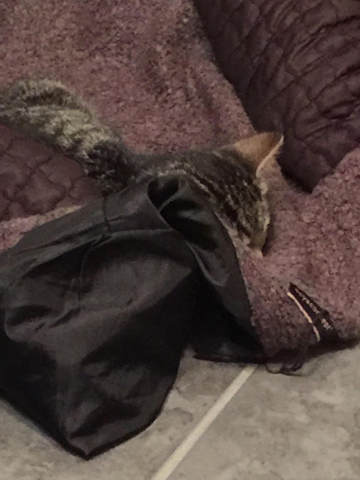 Huskat Simba - det var bedre 😁 billede 11