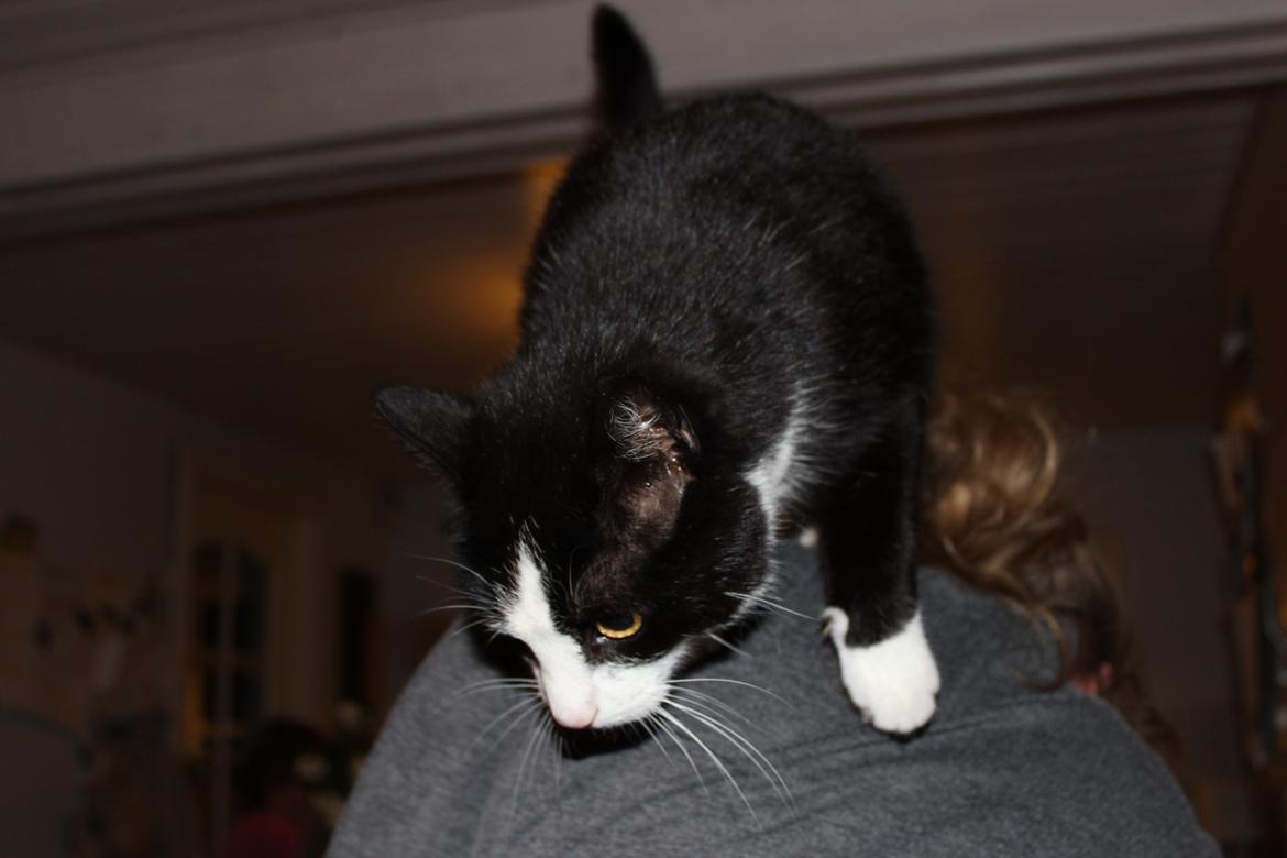 Huskat Speedy billede 3