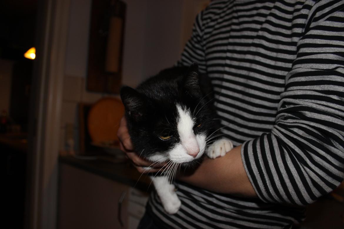 Huskat Speedy billede 2