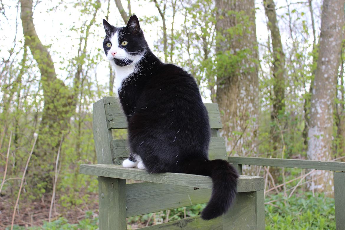 Huskat Speedy billede 1