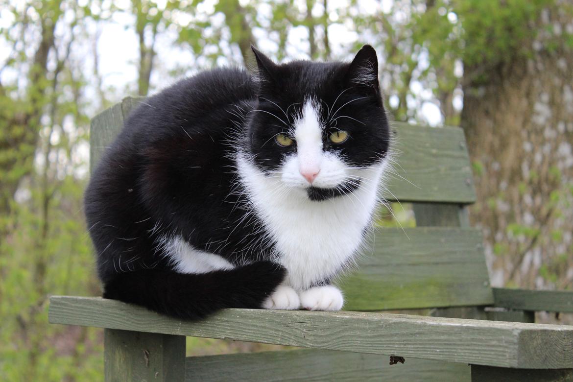 Huskat Speedy billede 4