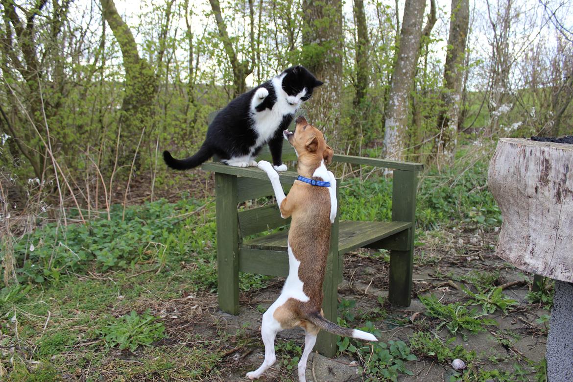 Huskat Speedy billede 5