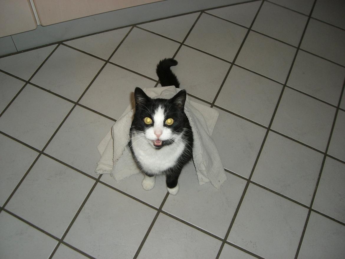 Huskat Speedy billede 6