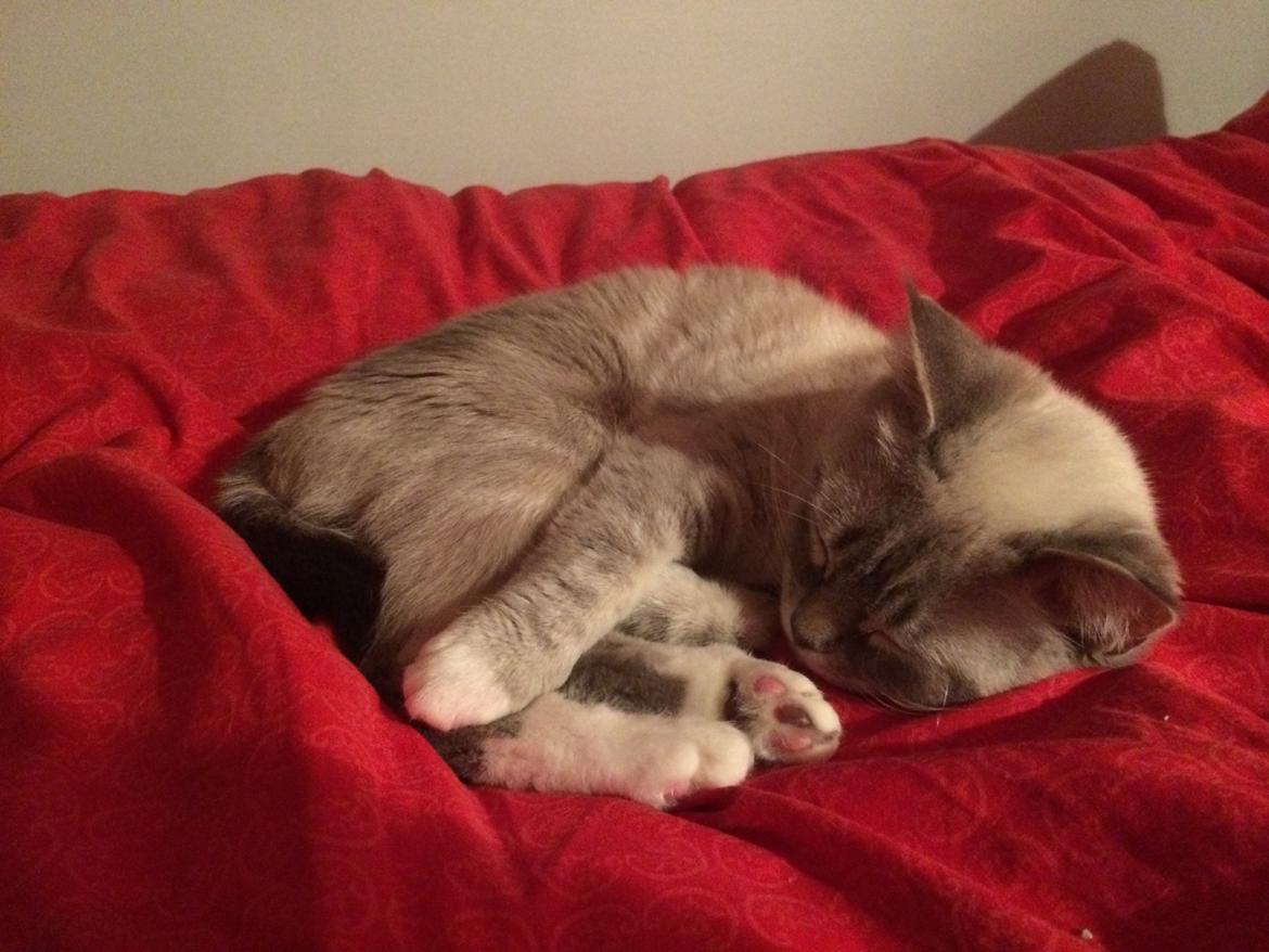 Blanding af racer Lulu - 2015 billede 15