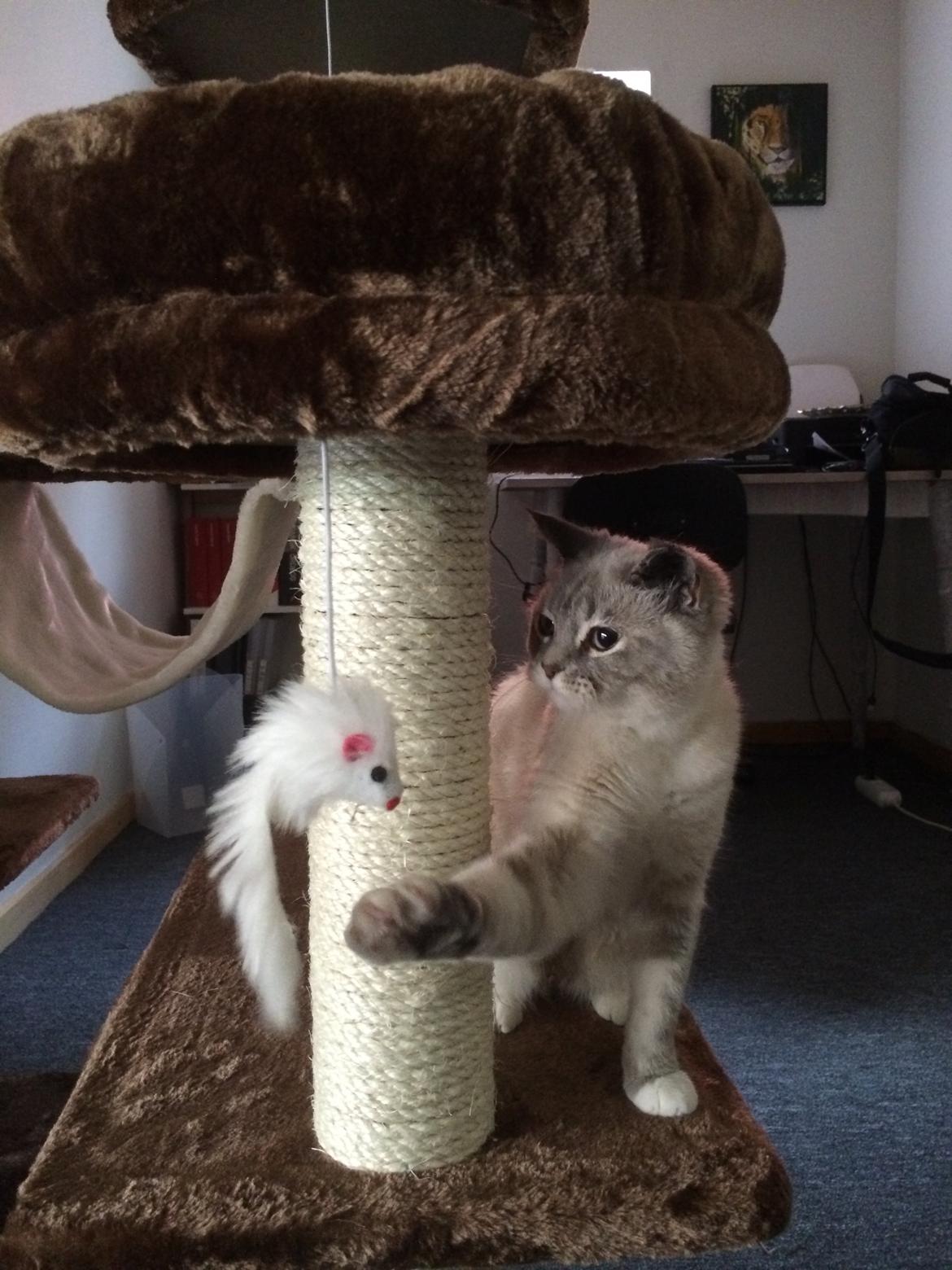 Blanding af racer Lulu - 2014 billede 6