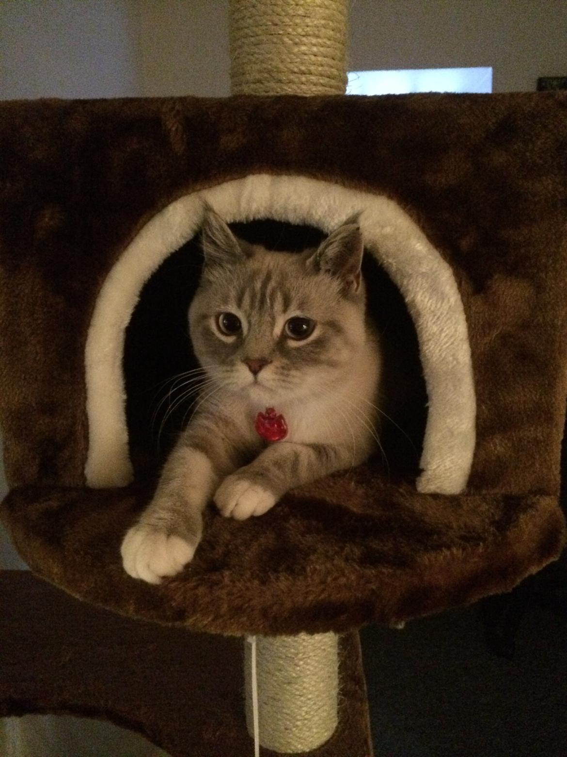 Blanding af racer Lulu - 2014 billede 7