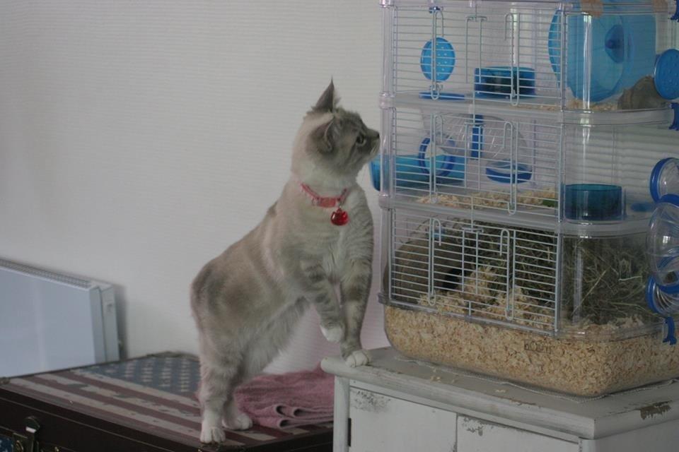 Blanding af racer Lulu - Lulu holder øje med Oskar 2014 billede 4