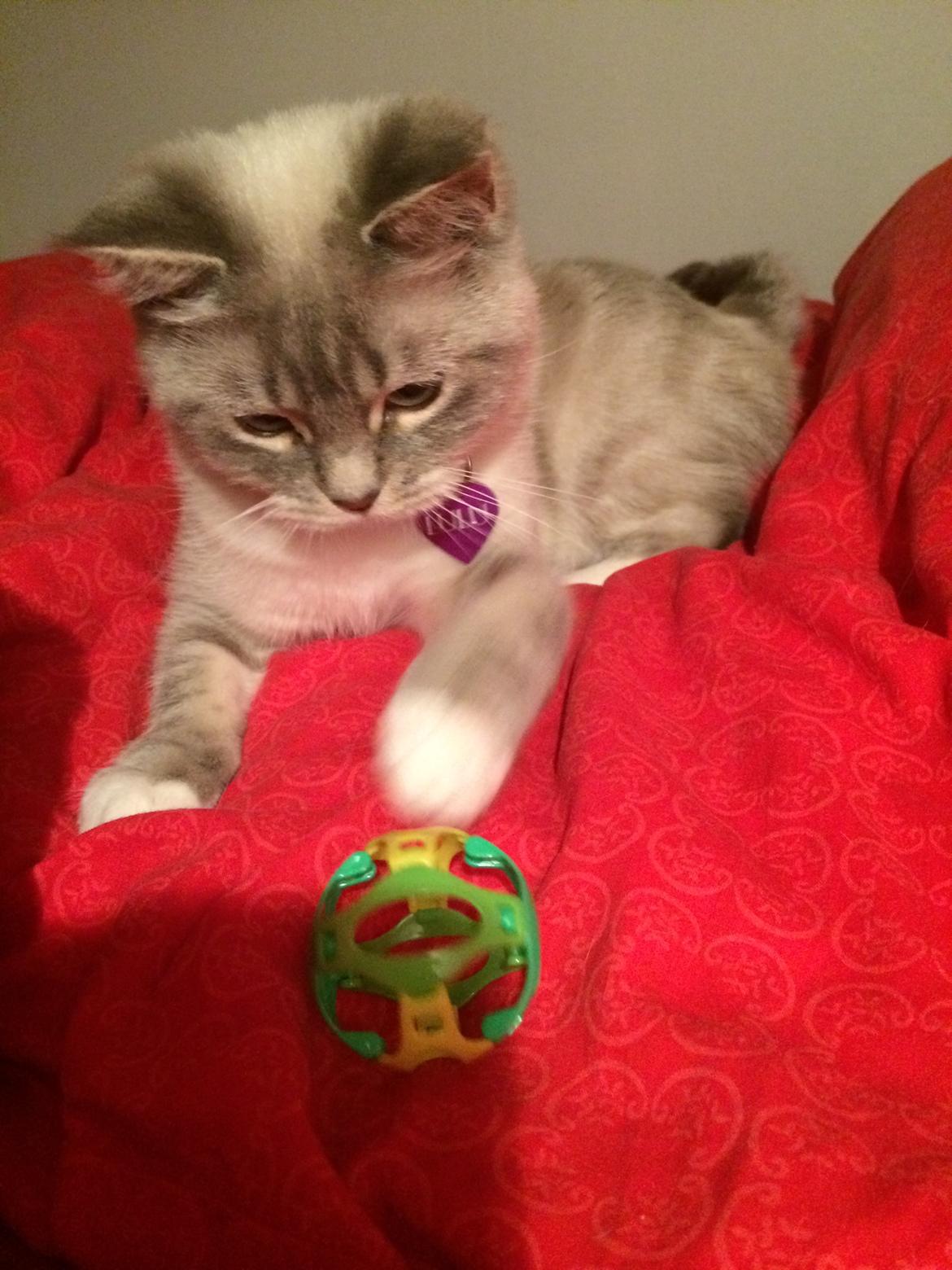 Blanding af racer Lulu - Lulu og hendes ynglings boldt 2014 billede 9