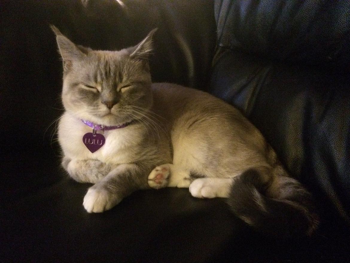 Blanding af racer Lulu - 2014 billede 8