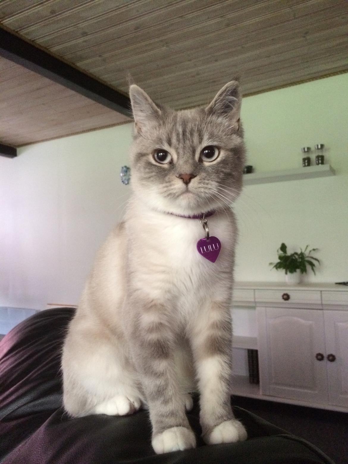 Blanding af racer Lulu - 2014 billede 10