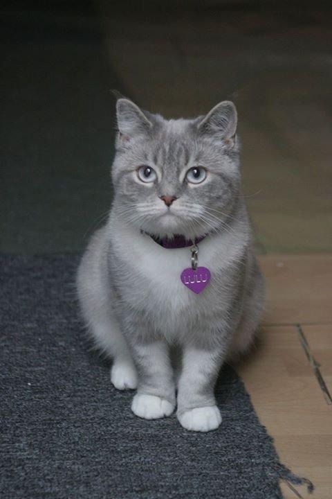 Blanding af racer Lulu - Velkommen til Lulu´s Profil billede 1