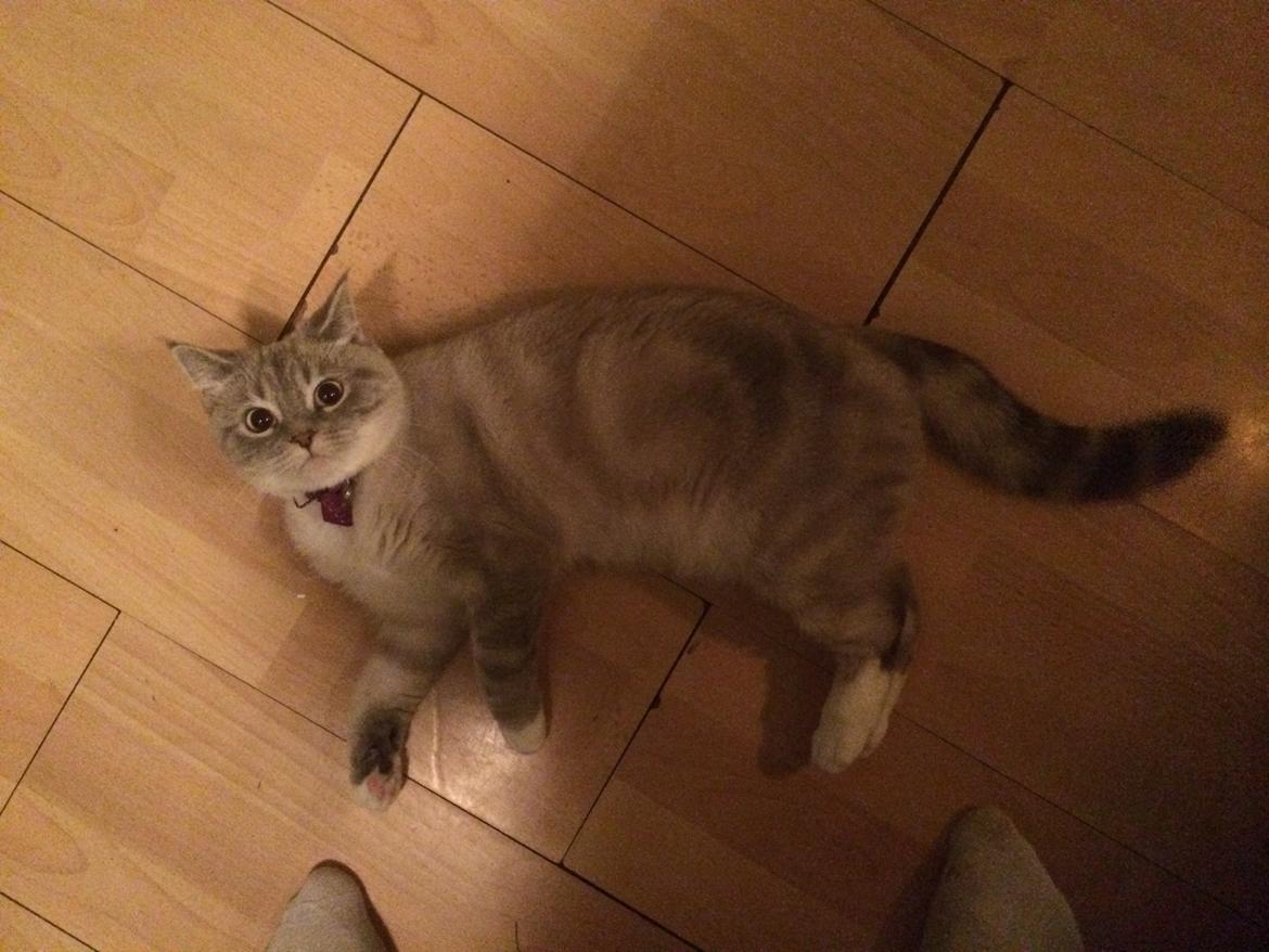 Blanding af racer Lulu - 2014 billede 11