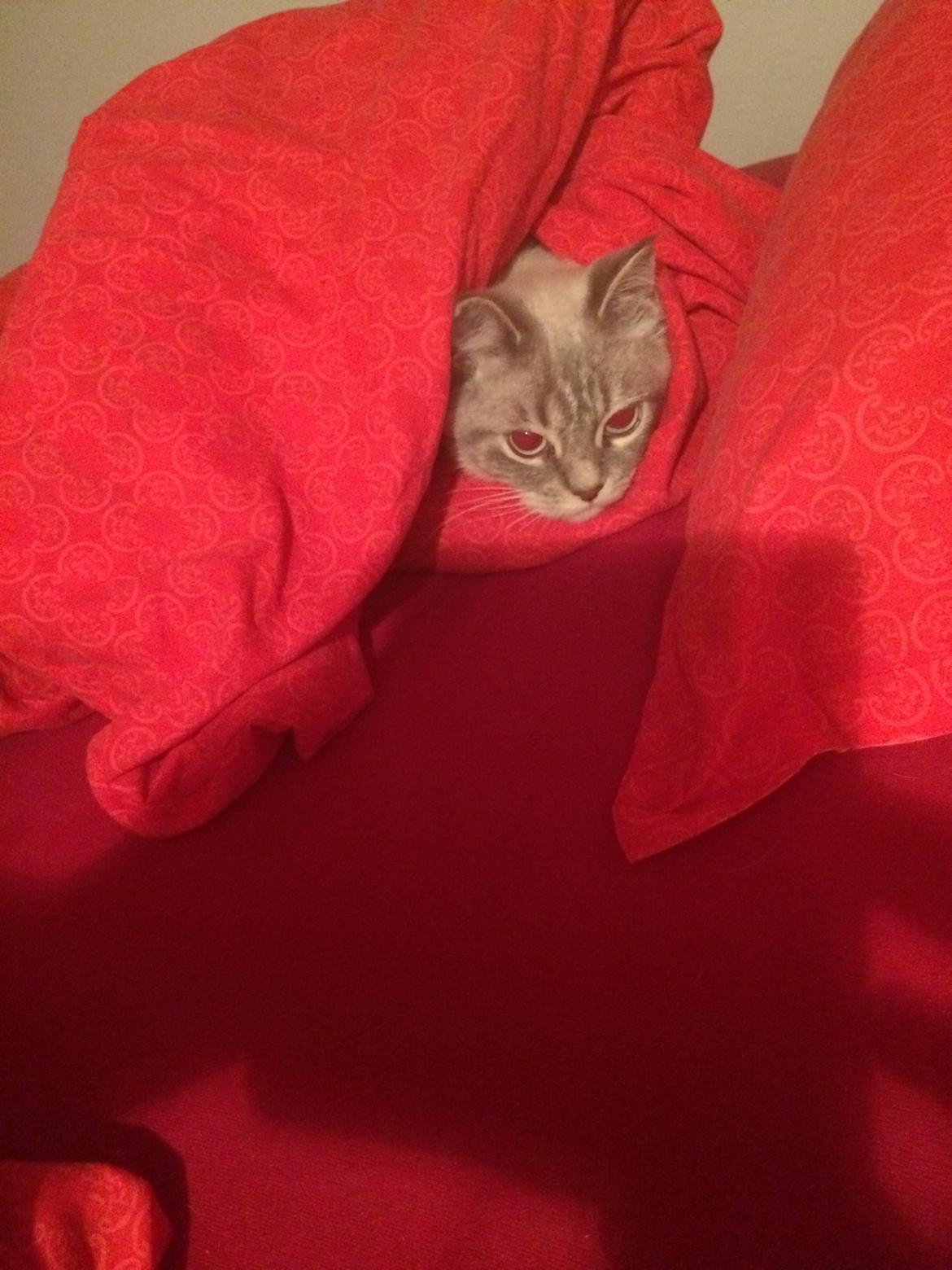 Blanding af racer Lulu - Tak for denne gang :) billede 31