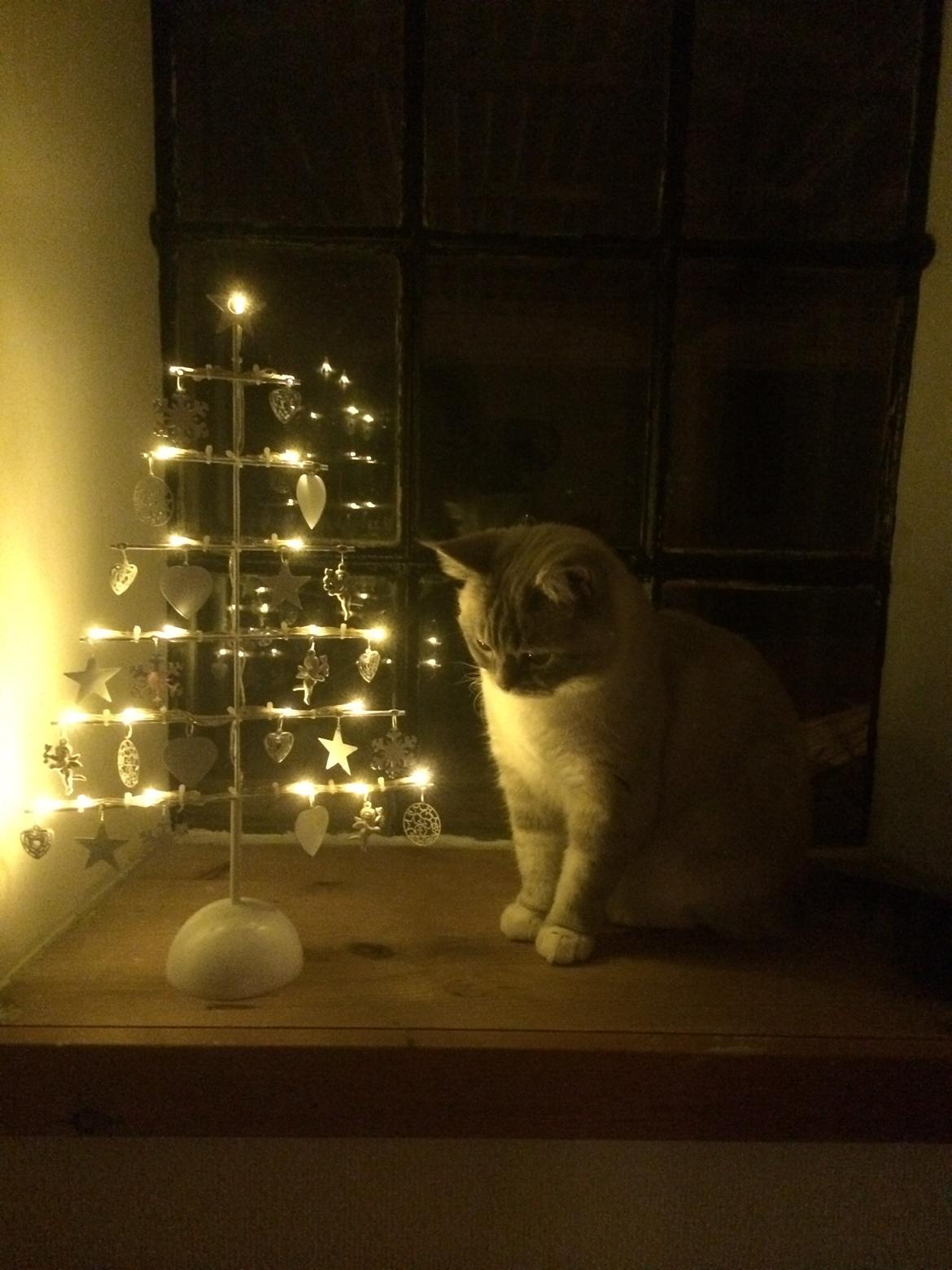 Blanding af racer Lulu - Julen 2014 billede 13