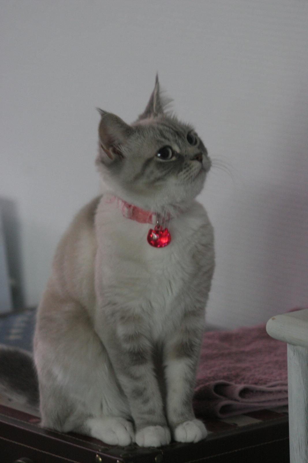 Blanding af racer Lulu - 2014 billede 3