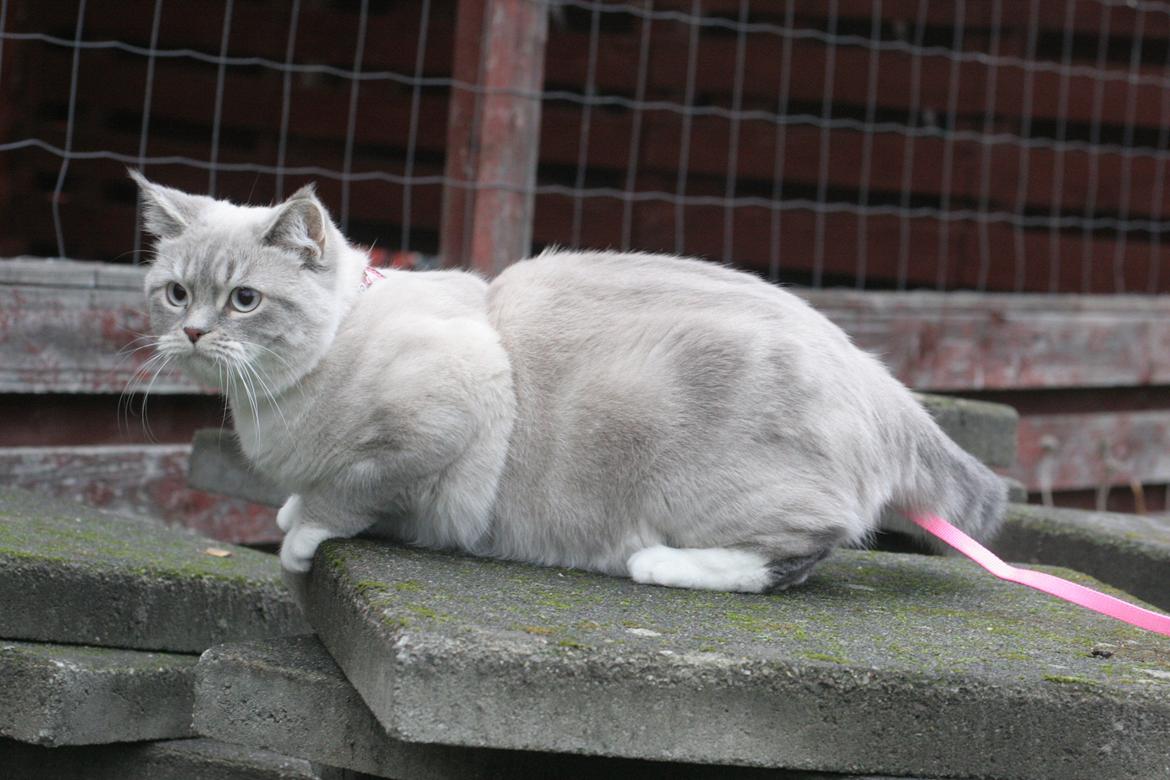 Blanding af racer Lulu - 2015 billede 20