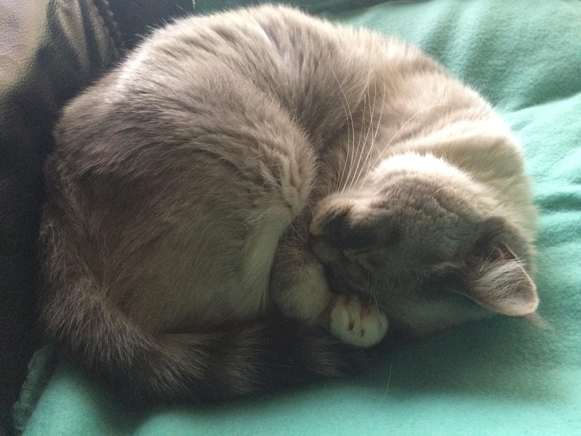 Blanding af racer Lulu - 2015 billede 18