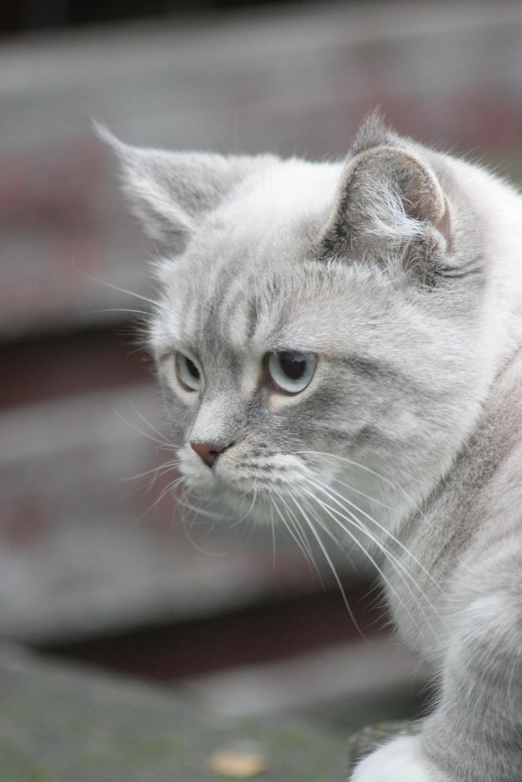 Blanding af racer Lulu - 2015 billede 21