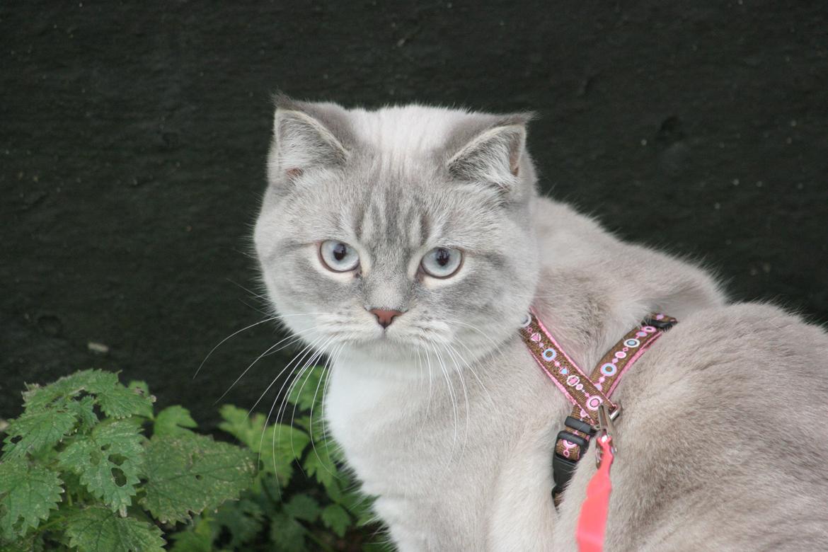 Blanding af racer Lulu - 2015 billede 23