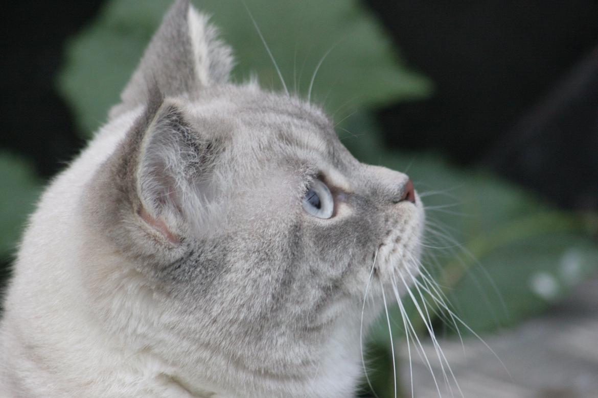 Blanding af racer Lulu - 2015 billede 24