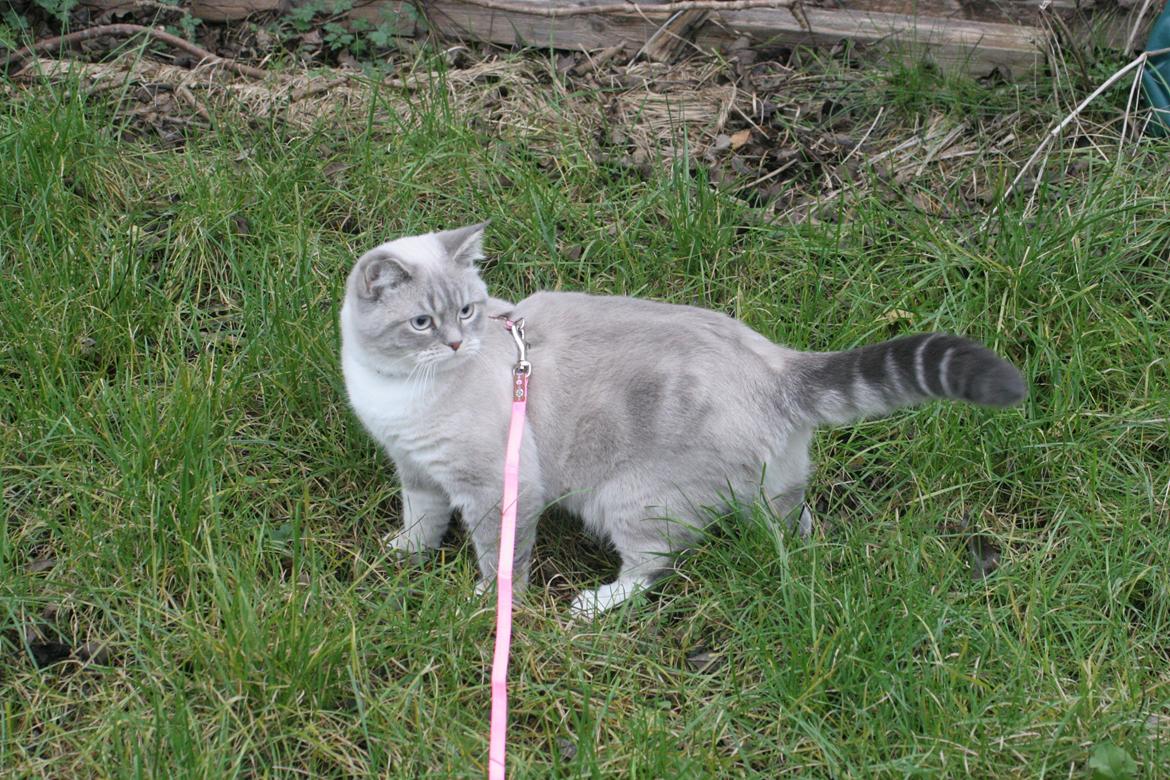 Blanding af racer Lulu - 2015 billede 22