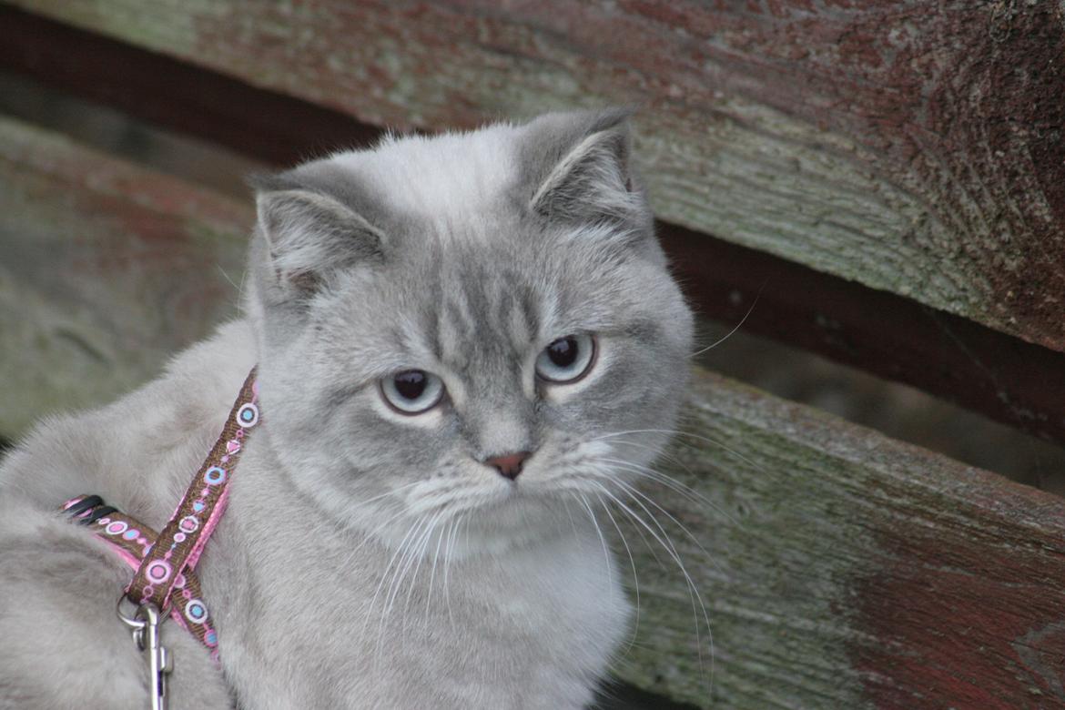 Blanding af racer Lulu - 2015 billede 25