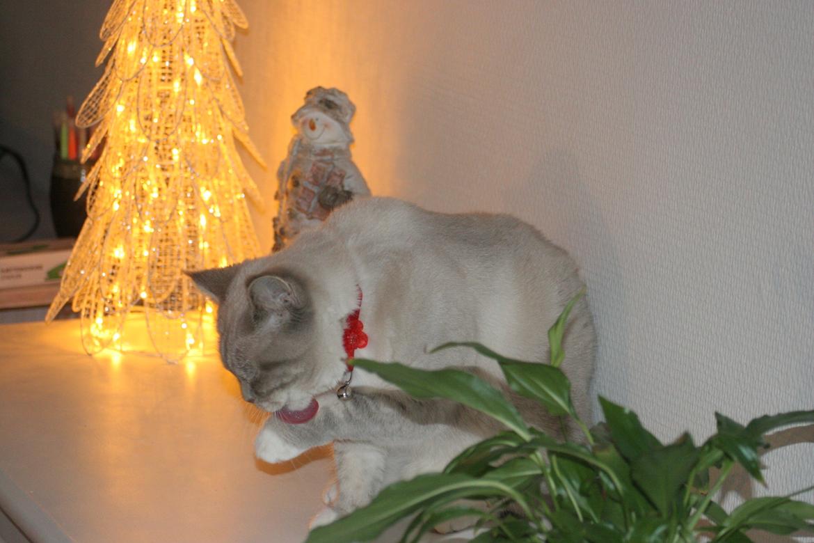 Blanding af racer Lulu - Julen 2014 billede 14