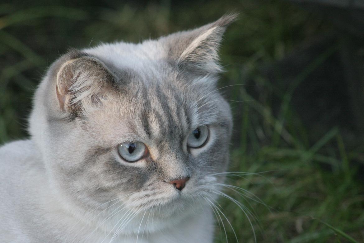 Blanding af racer Lulu - 2015 billede 26