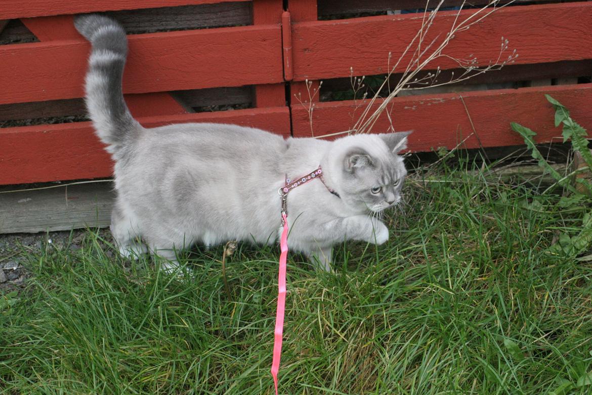 Blanding af racer Lulu - 2015 billede 19