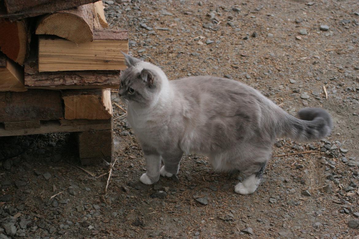 Blanding af racer Lulu - 2015 billede 28